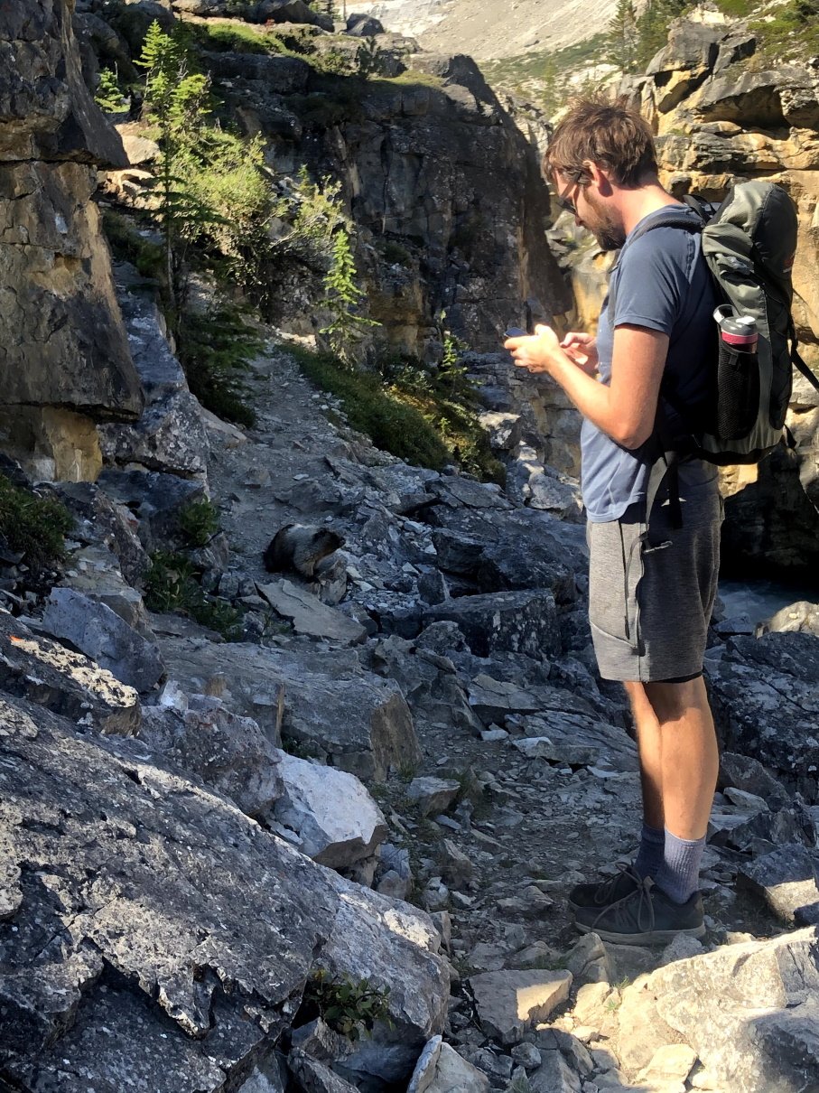 A curious marmot marmot