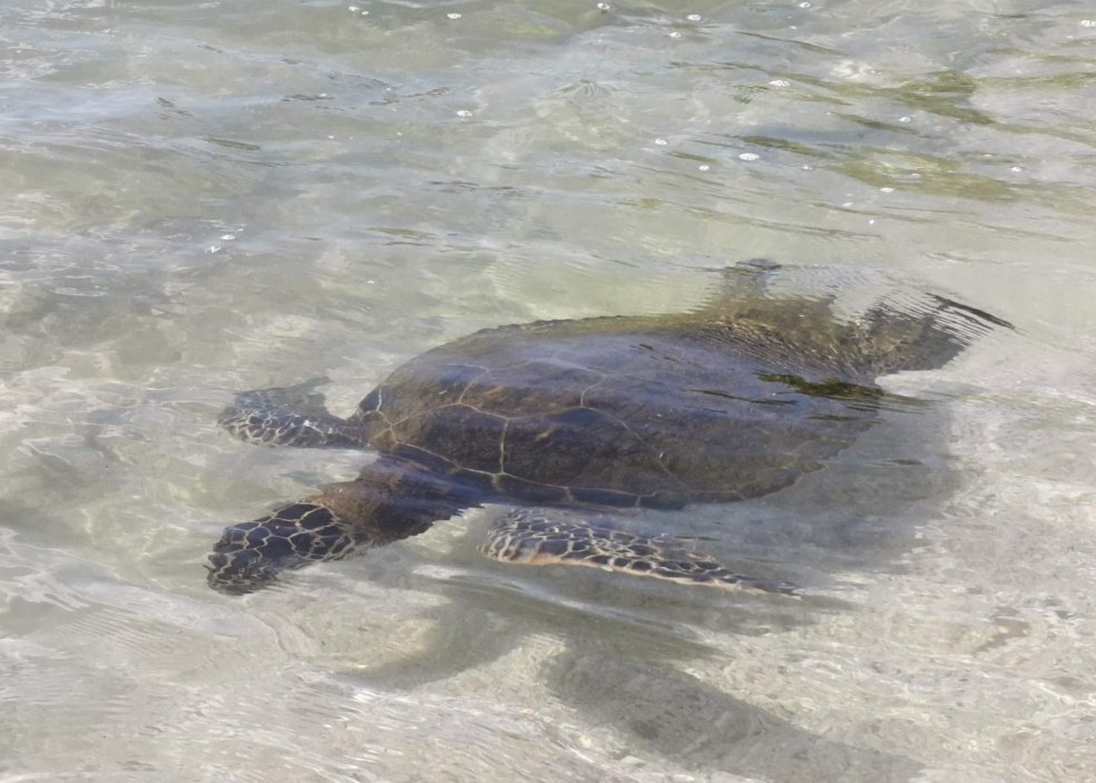 A turtle we spottet at Kawailoa Beach turtle