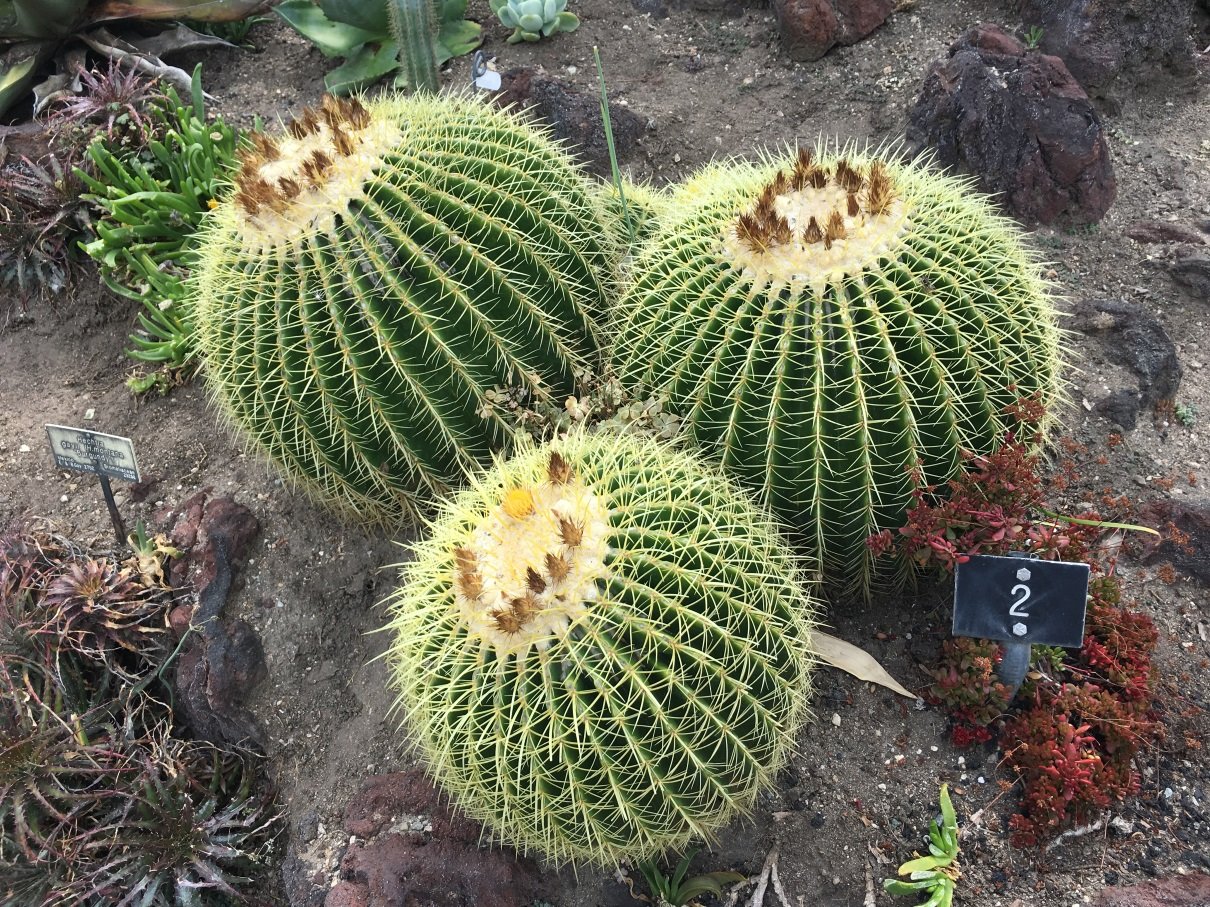 Cactus1