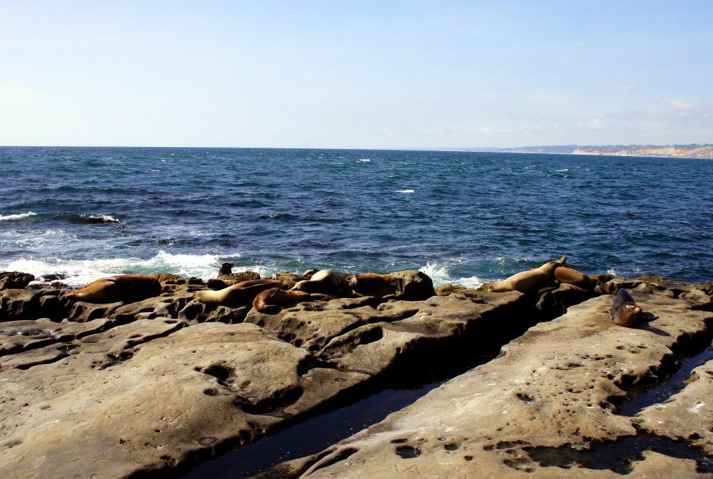 There are Seals and Sea Lions in arms reach Sea Lions