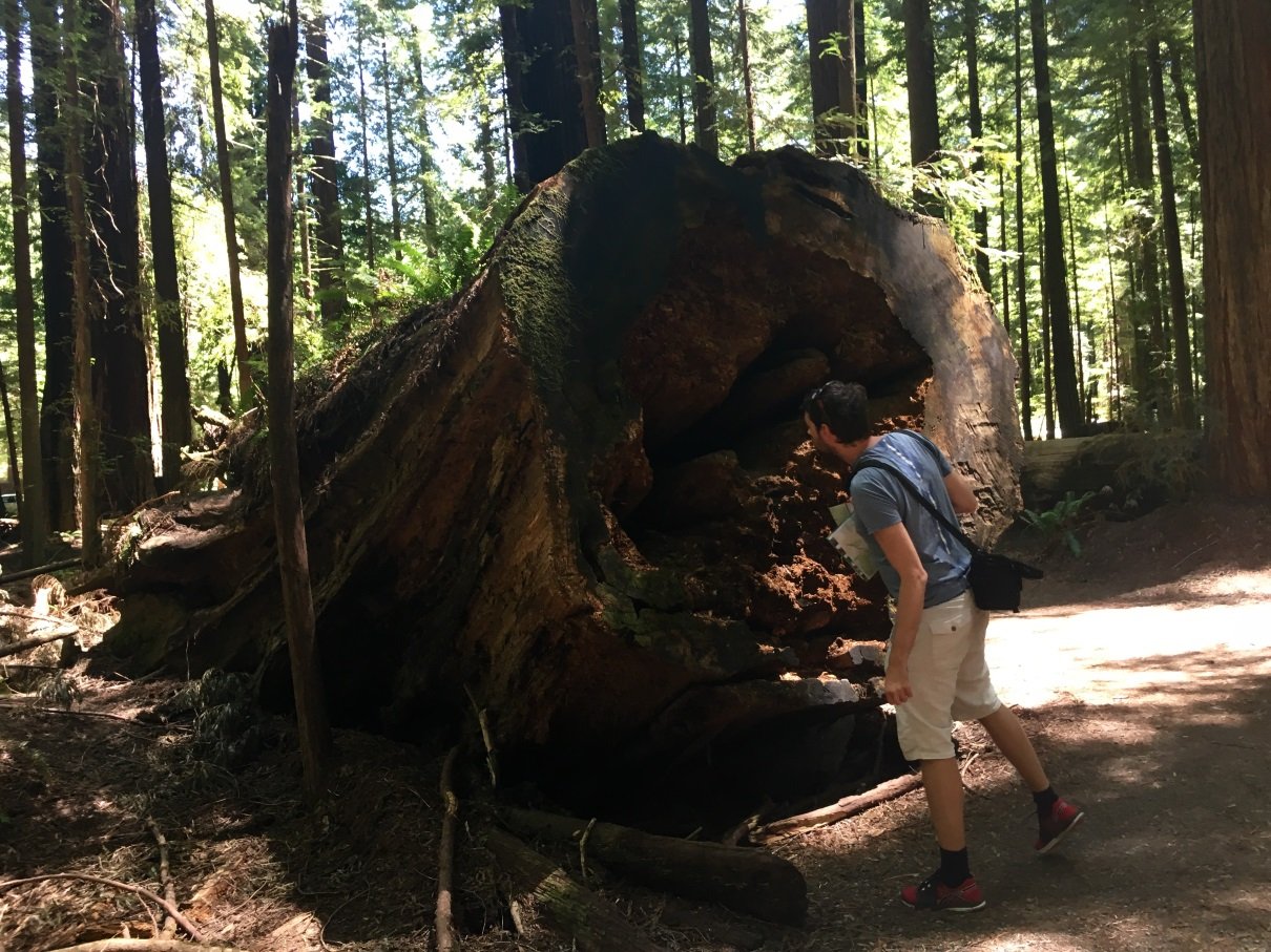 Alex tree