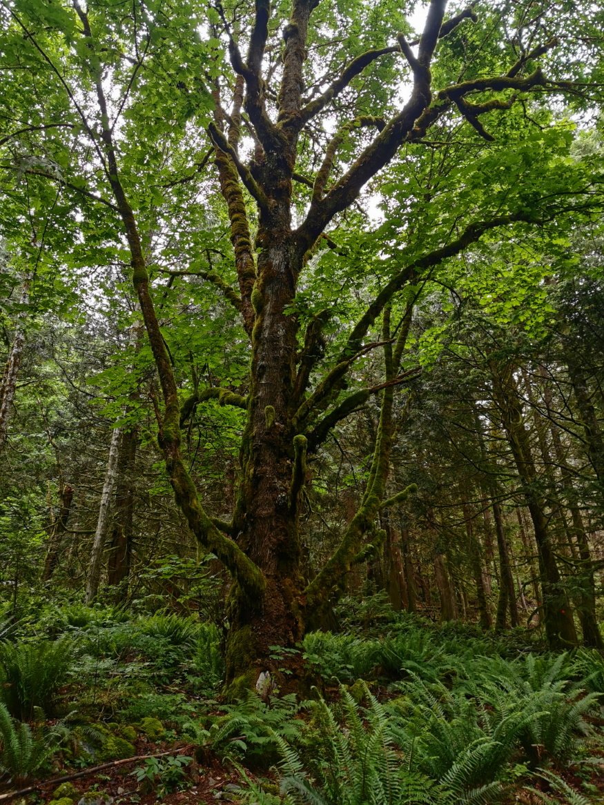 old tree