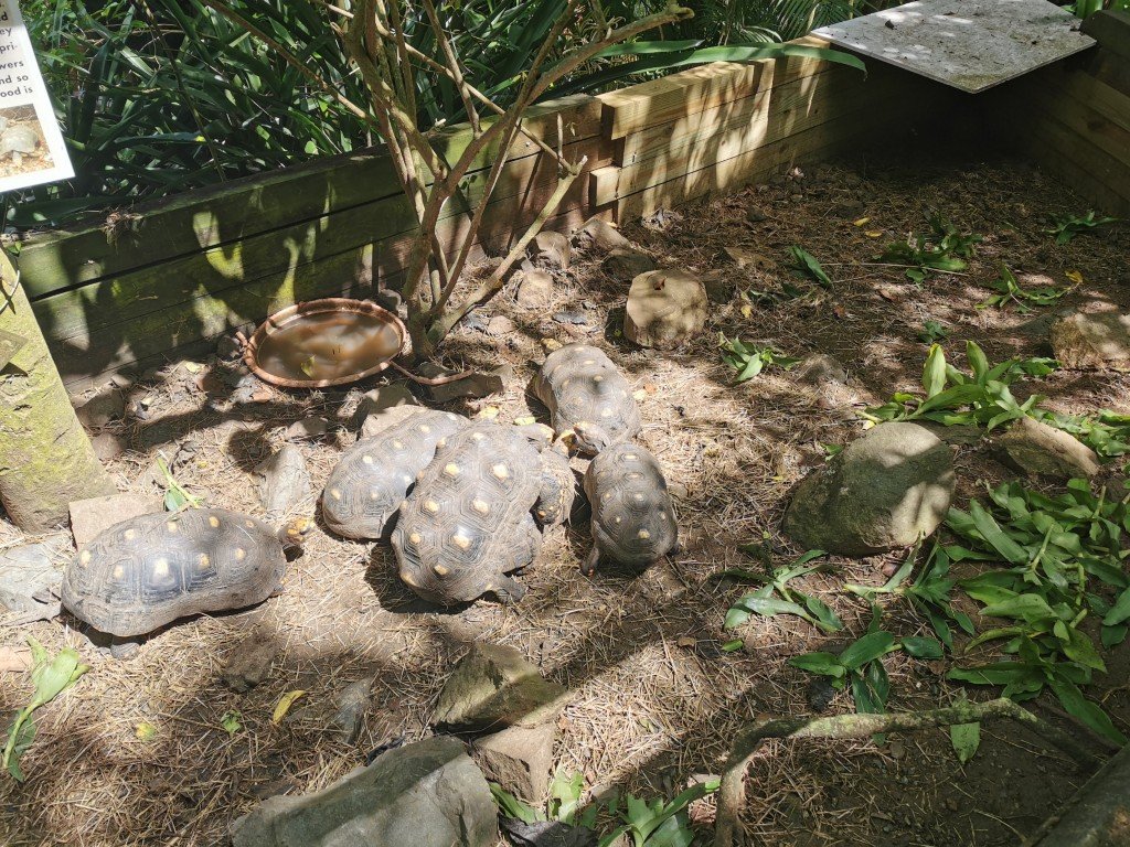 turtles