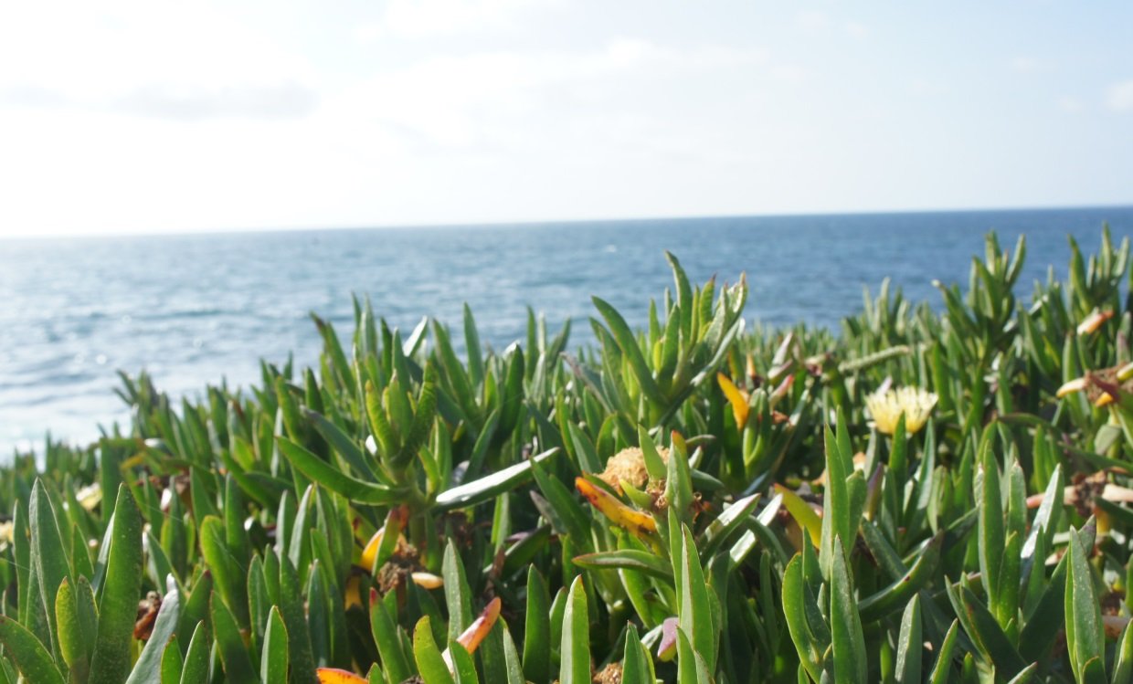 Grass