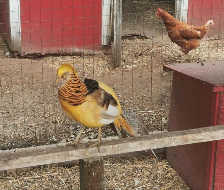 Bird