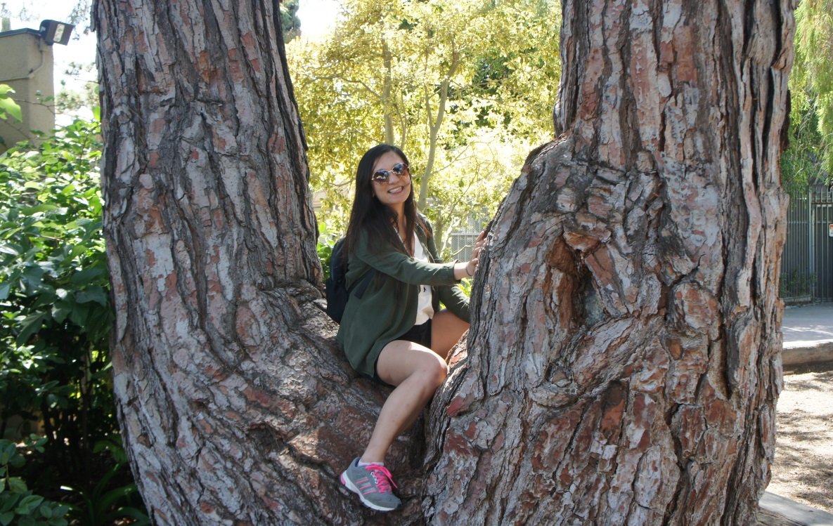 JJ Tree