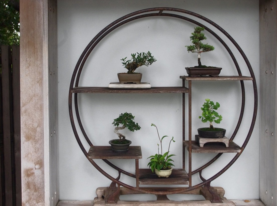 Bonsai Display Bonsai