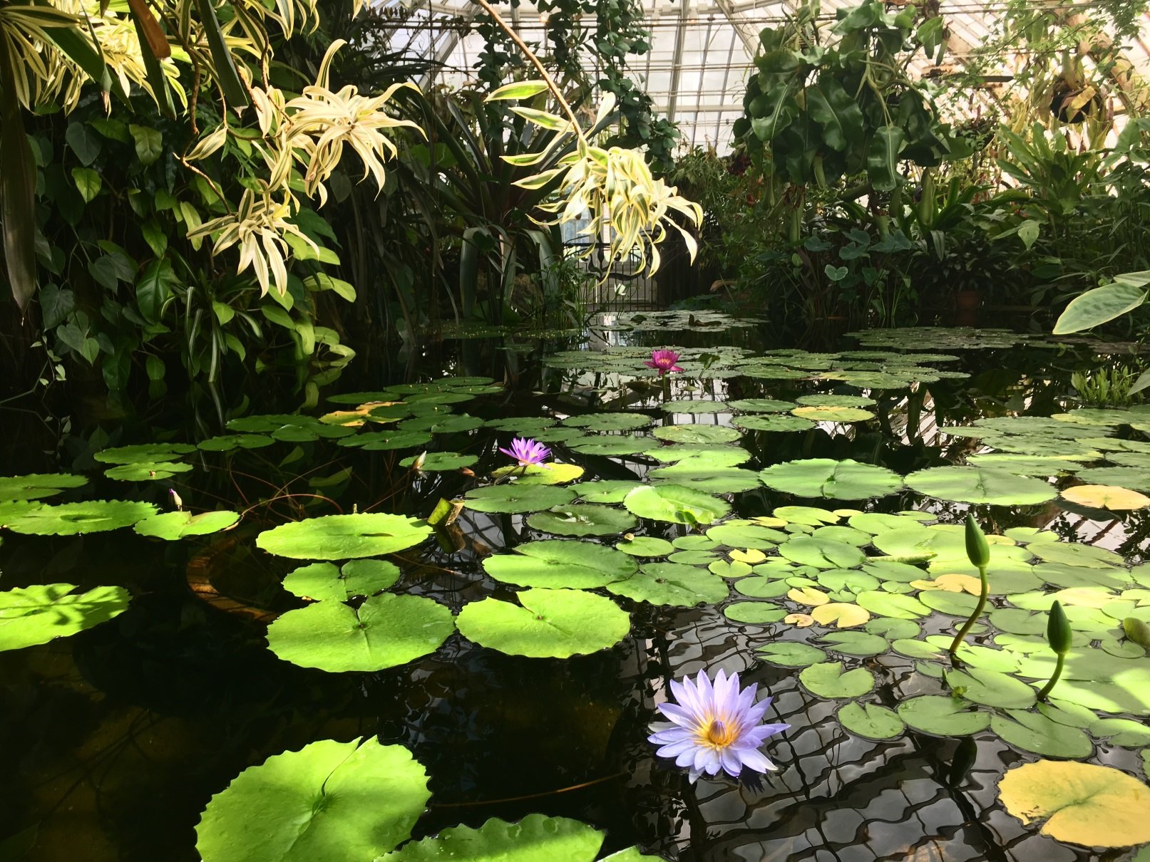 Inside the Conservatory of Flowers Conservatory of Flowers