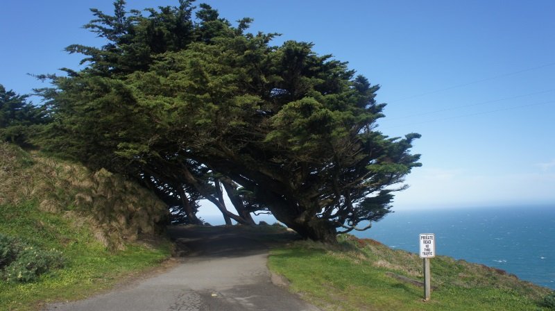 Point Reyes Trees