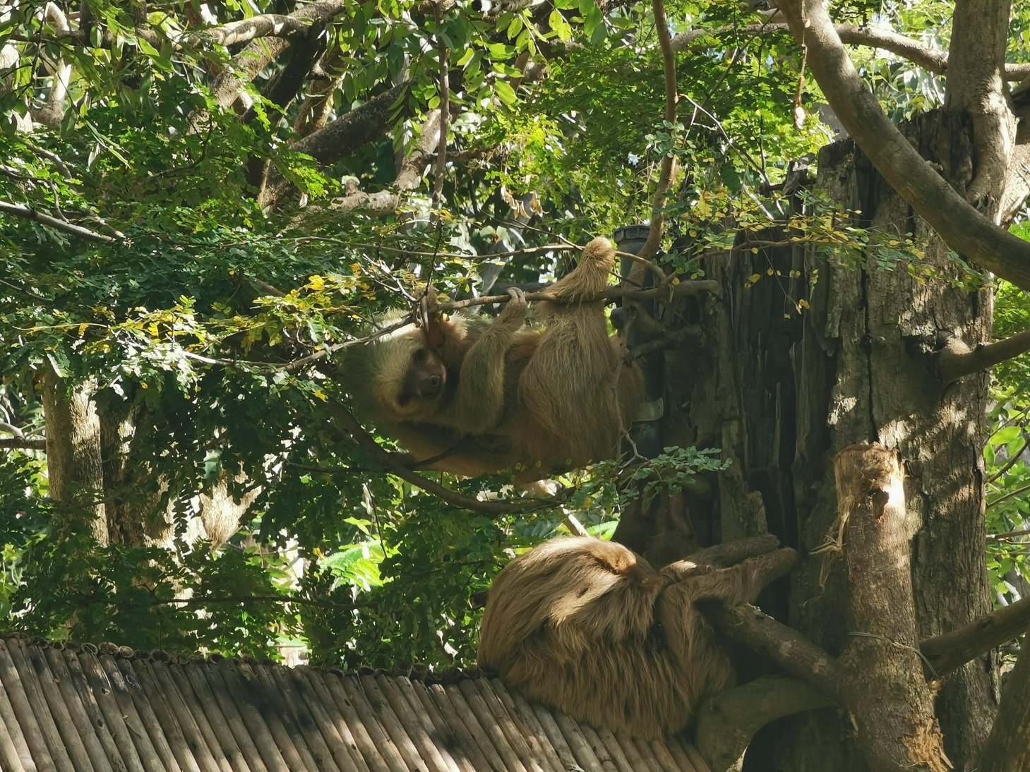 Eco park sloth