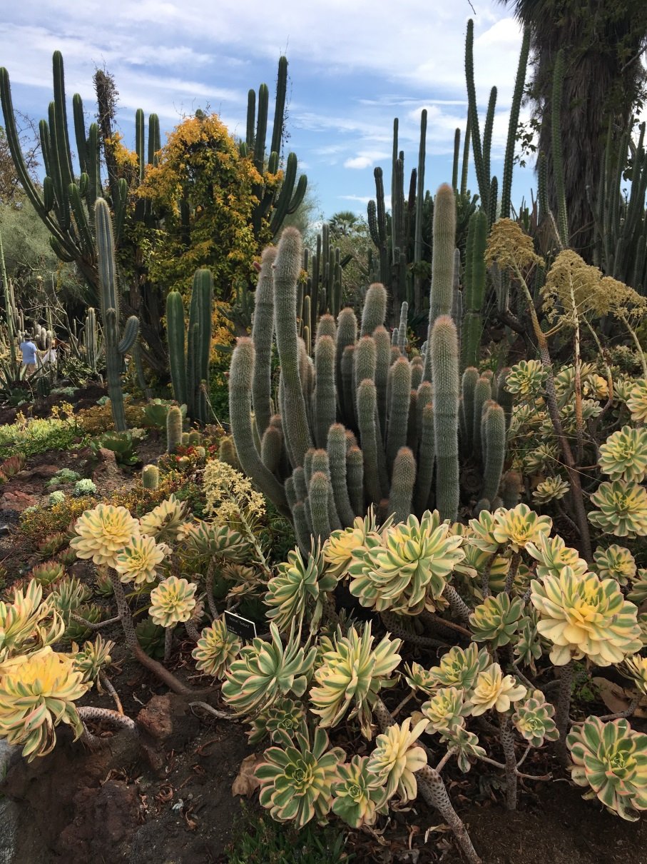Cactus2