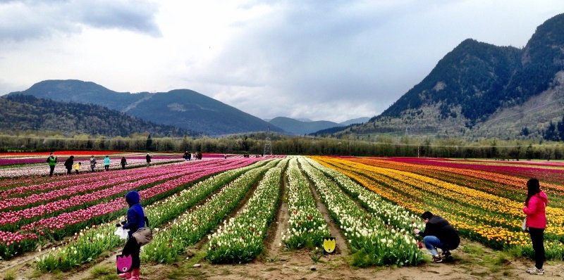 The festival is created by a family that immigrated from the Netherlands to Canada many generations ago Tulip field